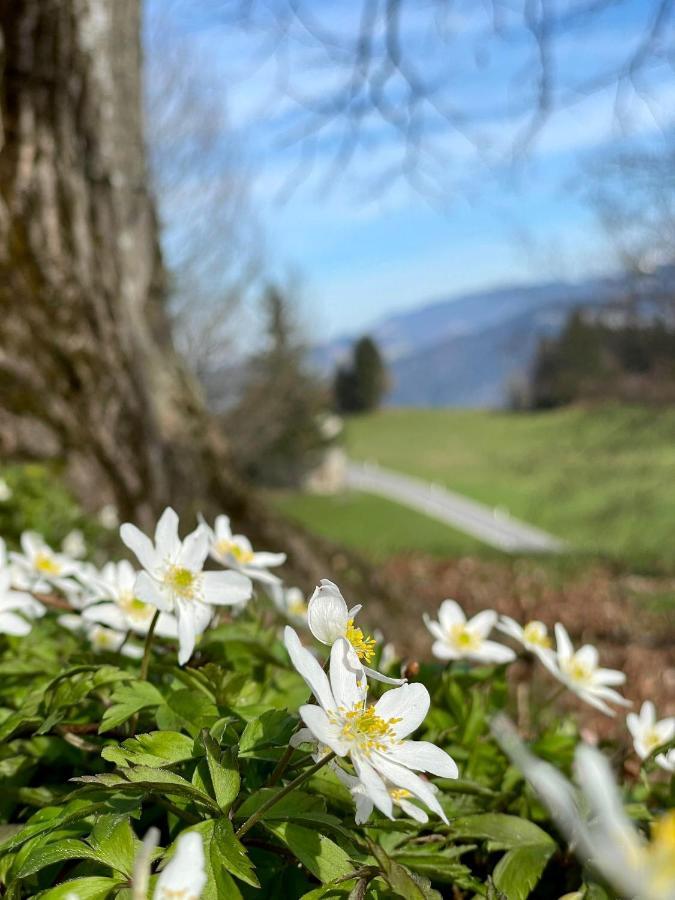 Fruehstueckspension Bilgeri Sulzberg  Eksteriør bilde